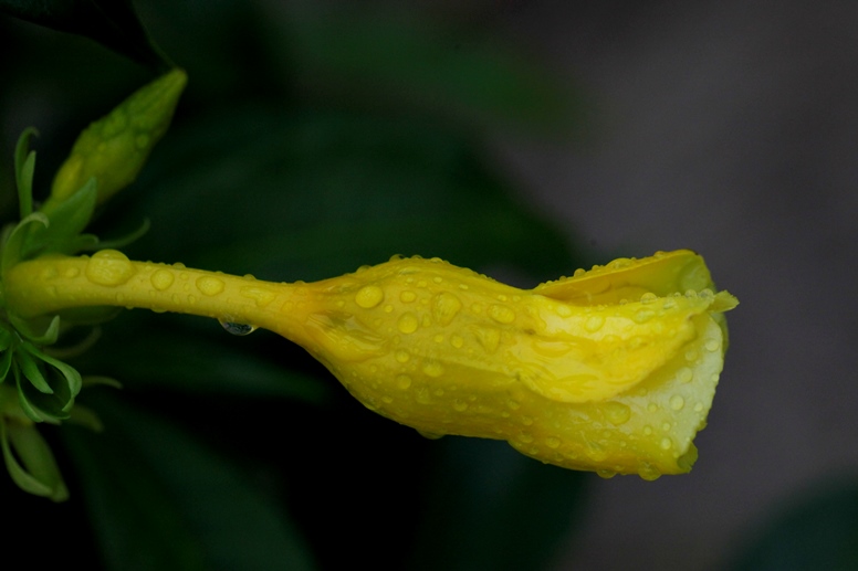 allamanda